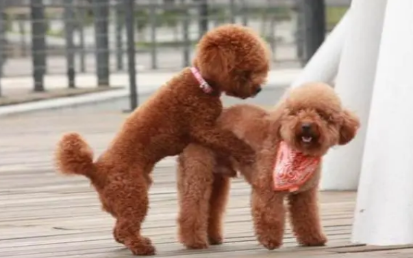 泰迪串土狗要断尾注意事项，你一定要知道！