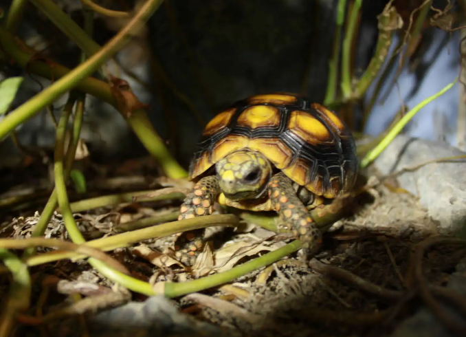 能陪伴主人至少40年，哥伦比亚红腿陆龟真长情！