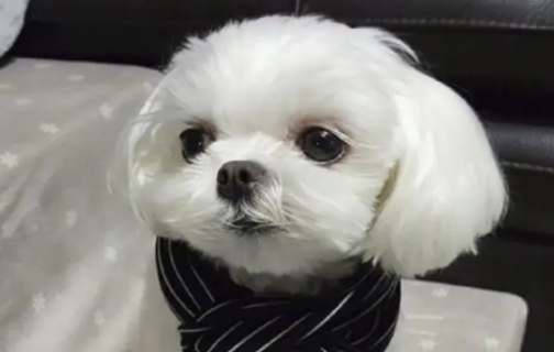 铲屎官必看,马尔济斯犬能活多少年? 铲屎官必看,马尔济斯犬能活多少年?