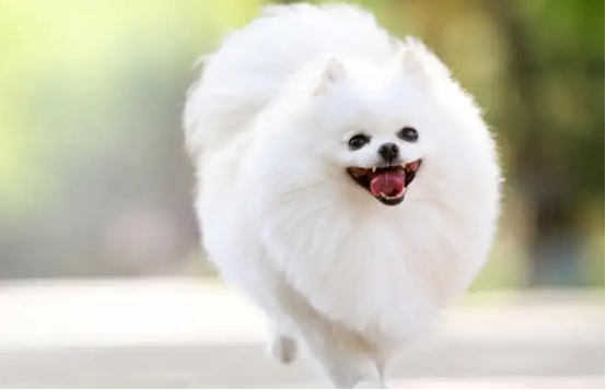 比熊犬和博美的区别，感兴趣的朋友可以了解一下~