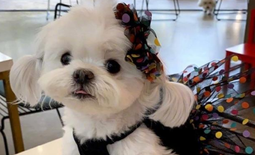 马尔济斯犬出生几天睁眼？一文为你科普