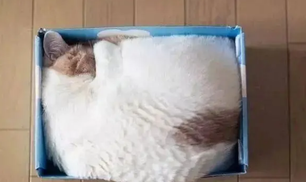 猫咪能吃太多零食吗？天天吃零食，会有这些危害