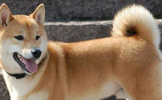 中华田园犬和柴犬的区别,都在这里啦! 中华田园犬和柴犬的区别,都在这里啦!