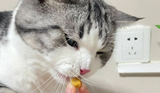 铲屎官了解一下猫粮是否有必要定期更换？