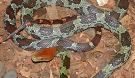 百花锦蛇有毒吗？不清楚的快来看看！