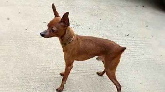 小鹿犬怎么训练?主人要注意这几点 小鹿犬怎么训练?主人要注意这几点