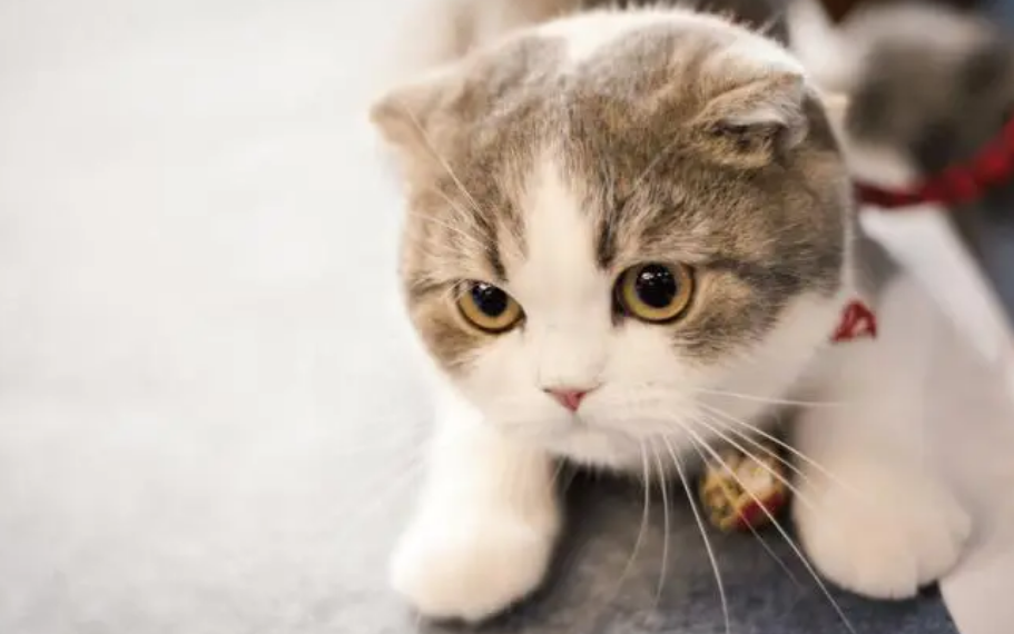 猫的嗅觉灵敏还是狗的嗅觉灵敏，具体看这篇文章