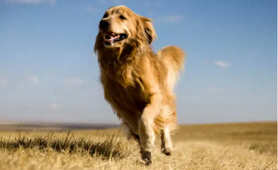 一岁多的金毛还能养的熟吗？想知道的看这里~