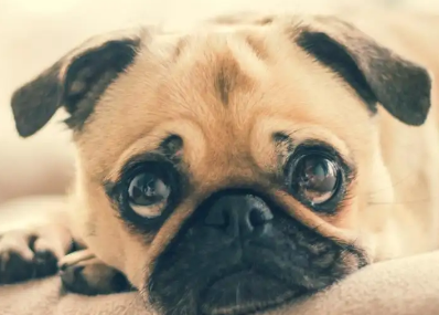 如何判断狗有没有狂犬病?方法如下! 如何判断狗有没有狂犬病?方法如下!