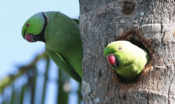 自带“项链”的环颈鹦鹉，你会分辨雌雄吗？