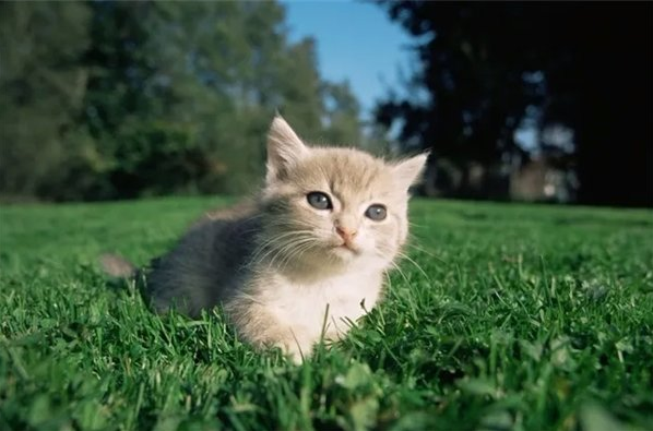 猫咪体外驱虫怎么做，旺滴静实力之选