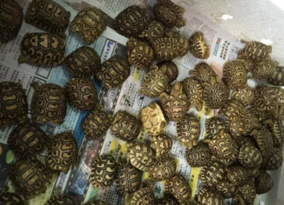 豹龟刚到家的护理方法，你真的要知道