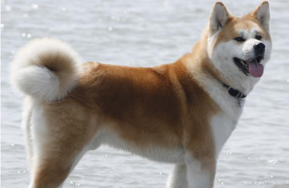 秋田犬容易接受新主人吗，怎么让它认主呢？