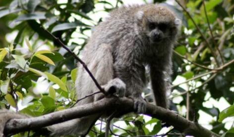 原来这就是暗黑伶猴！你了解它们吗？