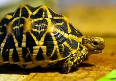 妙手回春丨印度陆龟得了腐皮原来可以这么治