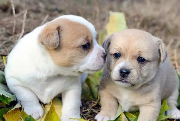 小狗几天会走路？看这篇文章就知道了