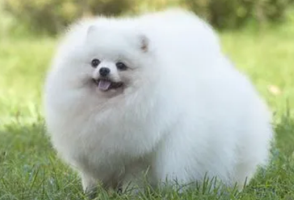 博美犬能记住主人多久？不妨来看看