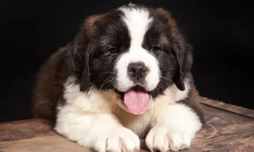 宠物犬圣伯纳犬有哪些东西不能吃？