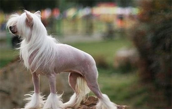 想要知道没有毛毛的狗狗吗?快来get下这篇文章 想要知道没有毛毛的狗狗吗?快来get下这篇文章