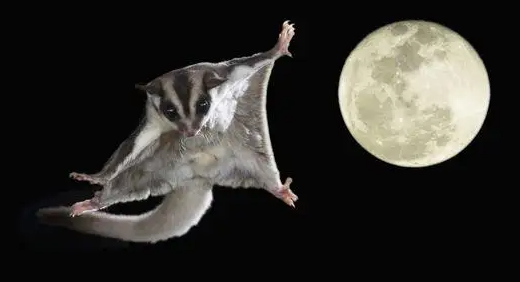 蜜袋鼯咬人有毒吗？该怎么饲养？