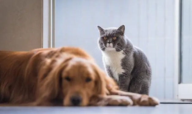 猫粮狗粮可以互相换着吃？事实上，猫对食物的要求比犬高