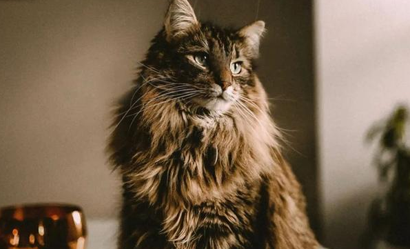 花臂猫是什么品种？快来收藏一下~