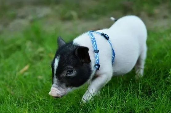 小香猪寿命一般在这么久