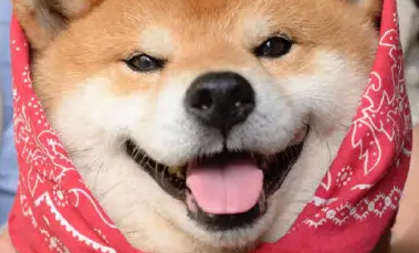 好奇?柴犬一生会认几个主人? 好奇?柴犬一生会认几个主人?