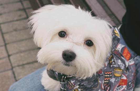 遛狗最佳时间，你真的知道吗？