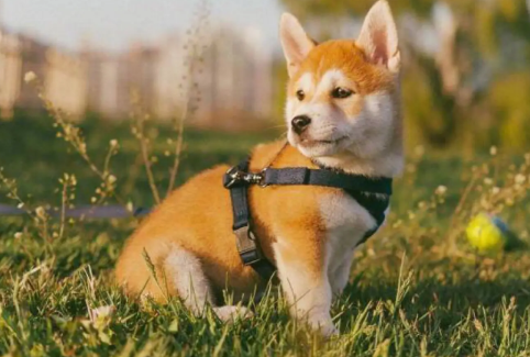 黑柴犬和四眼土狗的区别？主要在这几个方面！