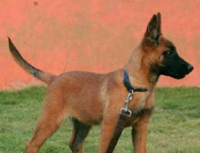 马犬可以长多大？多重？多高？