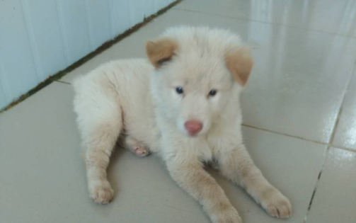 土狗白狗红鼻子好吗？一起来看看吧