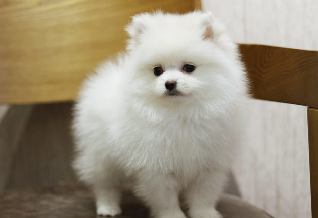 关于博美的猴子期，你了解多少？