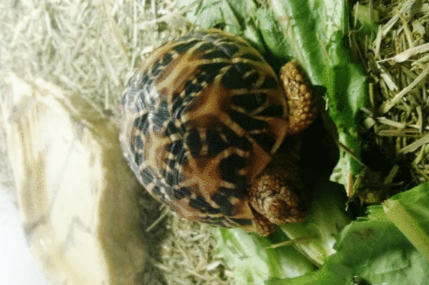 千万不要给印度星龟乱吃，否则窜稀止不住！