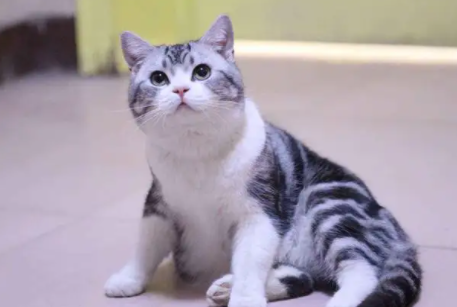 品种大全,带你了解美国猫品种都有哪些? 品种大全,带你了解美国猫品种都有哪些?