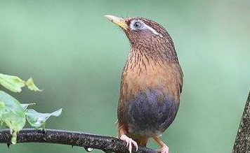 还在为画眉鸟不起性而烦恼？这篇文章给你答案