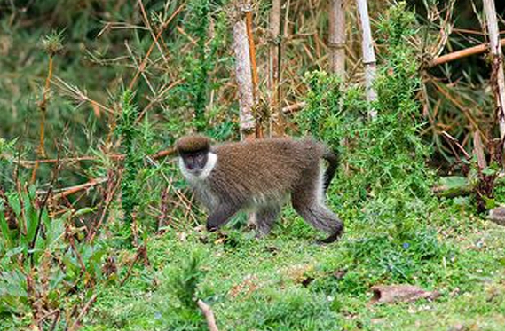 贝尔山绿猴长啥样？快来瞧瞧~
