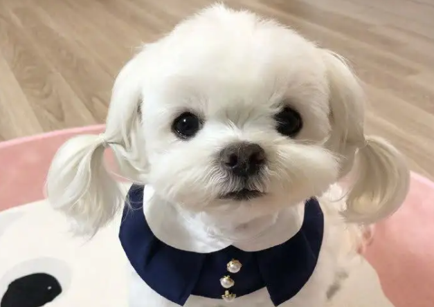 马尔济斯犬几个月定型？这篇文章告诉你答案！