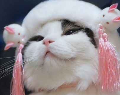 来了解中国古代对猫的雅称两字都有哪些？