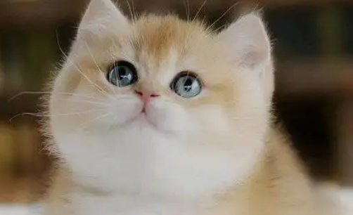 英短金渐层为什么那么贵 英短金渐层为什么那么贵