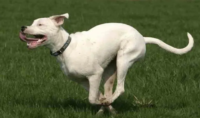 为什么饲养的杜高犬要裁耳朵？还不快来看看～