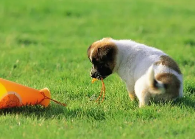 狗狗掉胎毛需要多久？看了这篇文章你就知道了！