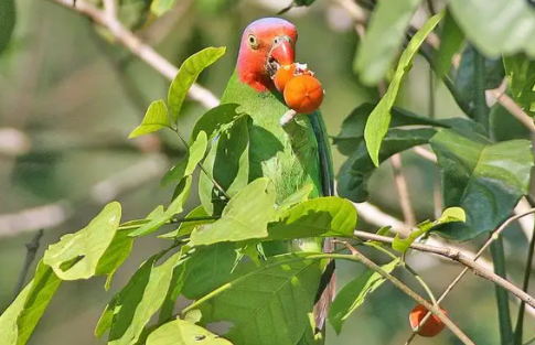 红翅鹦鹉多少钱一只？答案令人意外！