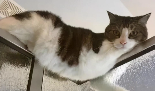 上厕所猫咪为什么喜欢守在旁边？猫的好奇心居然这么重！