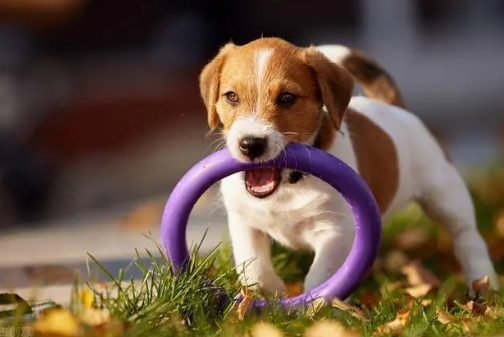 狗狗对衔取没有兴趣？无妨，来看就知道了~