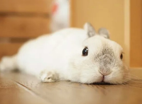 荷兰侏儒兔能活多久，在于你养得好不好！