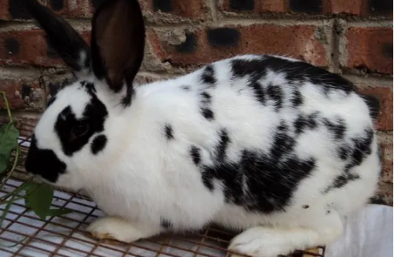 被云南花兔抓伤怎么办?此文为你解惑 被云南花兔抓伤怎么办?此文为你解惑