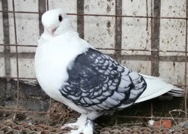 了解完这些，让你轻松学会饲养东方淑女鸽的方式