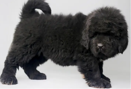 如何挑选藏獒幼犬，这份攻略绝对值得get