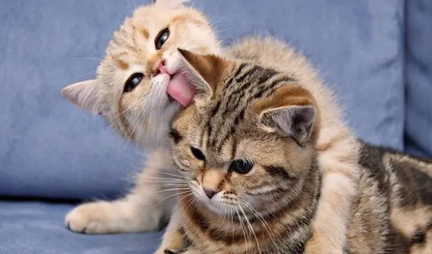 什么情况下需要给猫咪换粮呢？一起了解一下~